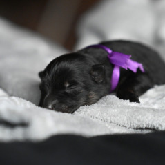 Lila
