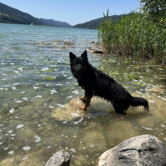 Juni