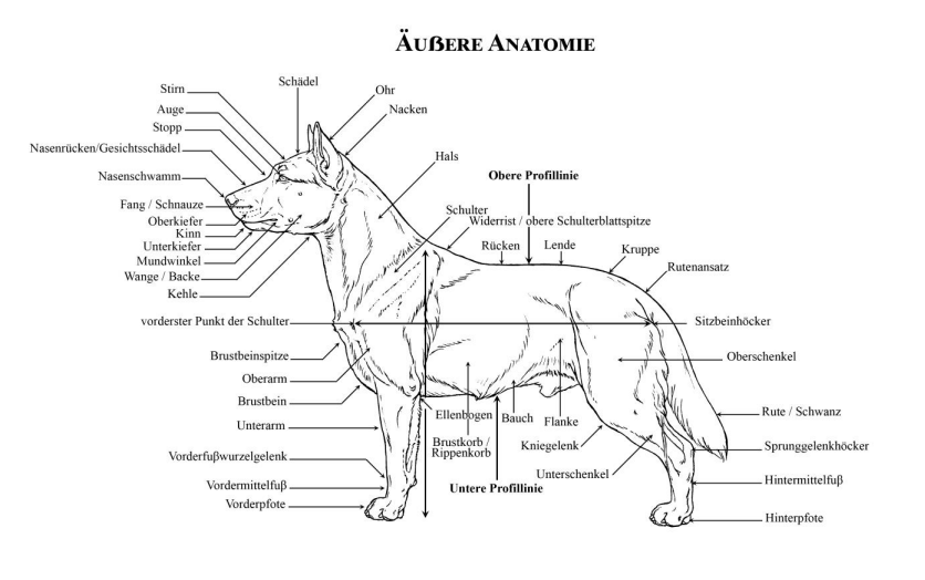 FCI Rassestandard Chodský pes Anatomie