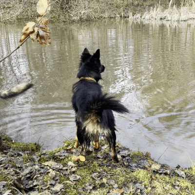 Mötti im Waldfreibad